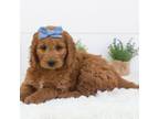 Goldendoodle Puppy for sale in Goshen, IN, USA