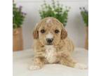 Goldendoodle Puppy for sale in Goshen, IN, USA