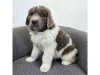 Newfoundland Puppy for sale in Fredericksburg, OH, USA