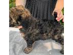 Mutt Puppy for sale in Longview, TX, USA