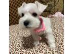 Schnauzer (Miniature) Puppy for sale in Kyle, TX, USA