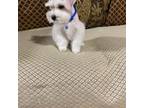 Schnauzer (Miniature) Puppy for sale in Kyle, TX, USA