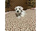 Schnauzer (Miniature) Puppy for sale in Kyle, TX, USA