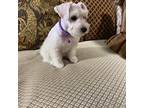 Schnauzer (Miniature) Puppy for sale in Kyle, TX, USA