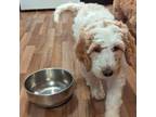 Goldendoodle Puppy for sale in Kent, WA, USA