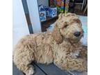 Goldendoodle Puppy for sale in Kent, WA, USA