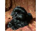 Shih Tzu Puppy for sale in Glendale, AZ, USA