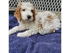 Goldendoodle Puppy for sale in Portland, OR, USA