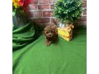 Poodle (Toy) Puppy for sale in Philadelphia, PA, USA