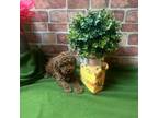 Poodle (Toy) Puppy for sale in Philadelphia, PA, USA