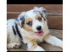 Mutt Puppy for sale in Harrisonville, MO, USA