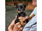 Miniature Pinscher Puppy for sale in Cross City, FL, USA