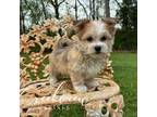 Havanese Puppy for sale in Niangua, MO, USA