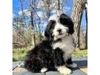 Mutt Puppy for sale in Pipestone, MN, USA