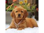 Golden Retriever Puppy for sale in Dalton, OH, USA