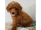 Mutt Puppy for sale in North Canton, OH, USA