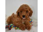Mutt Puppy for sale in North Canton, OH, USA