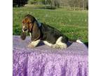 Basset Hound Puppy for sale in Kansas City, MO, USA
