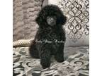 Poodle (Toy) Puppy for sale in Salisbury, NC, USA