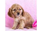 Cocker Spaniel Puppy for sale in Wakarusa, IN, USA