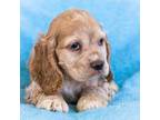 Cocker Spaniel Puppy for sale in Wakarusa, IN, USA