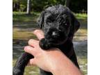 Schnauzer (Giant) Puppy for sale in Millen, GA, USA