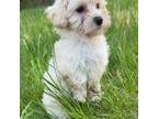 Maltipoo Puppy for sale in Durham, CT, USA