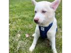 Alaskan Klee Kai Puppy for sale in Durham, CT, USA