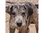 Great Dane Puppy for sale in Blanca, CO, USA