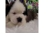 Saint Bernard Puppy for sale in Brandon, SD, USA