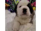 Saint Bernard Puppy for sale in Brandon, SD, USA
