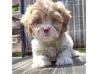 Shih-Poo Puppy for sale in Rockford, IL, USA