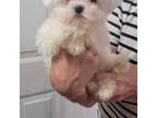 Maltese Puppy for sale in Myrtle Beach, SC, USA