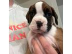 Boxer Puppy for sale in Pueblo, CO, USA