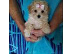 Maltipoo Puppy for sale in Bolivar, MO, USA