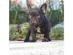 French Bulldog Puppy for sale in Germantown, MD, USA