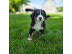 Bernese Mountain Dog Puppy for sale in Fort Wayne, IN, USA