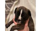 Boxer Puppy for sale in Pueblo, CO, USA