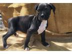 Boxer Puppy for sale in Springfield, MO, USA