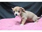 Chihuahua Puppy for sale in Springfield, MO, USA