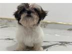 Shih Tzu Puppy for sale in Houston, TX, USA