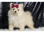 Pomeranian Puppy for sale in Fort Wayne, IN, USA