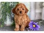 Maltipoo Puppy for sale in South Bend, IN, USA