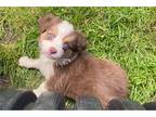 Miniature Australian Shepherd Puppy for sale in Columbia, MO, USA