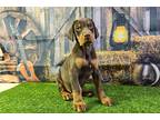 Doberman Pinscher Puppy for sale in Fort Wayne, IN, USA