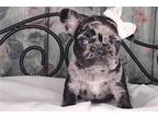 French Bulldog Puppy for sale in Fort Smith, AR, USA