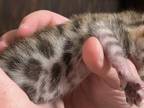 Cheeto New Kitten Litter