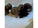 New male Pekingese puppies!
