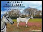 Meet Sparta Registered Grey AQHA Mare - Available on [url removed]
