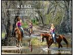 Meet Kleo Sorrel Quarter Horse Mare - Available on [url removed]